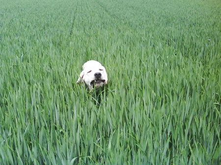 Labrador Retriever Otto goes biological food