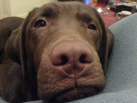 Labrador Retriever Henry, unser Charmeur