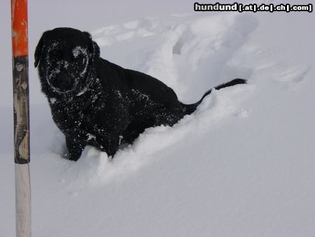 Labrador Retriever Freddy im Schnee