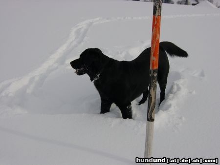 Labrador Retriever Freddy im Schnee