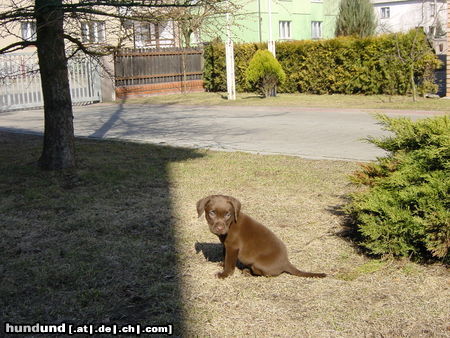 Labrador Retriever Sahra ganz klein