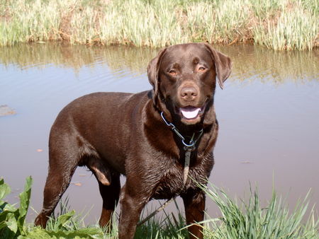 Labrador Retriever Usko ganz verträumt ....