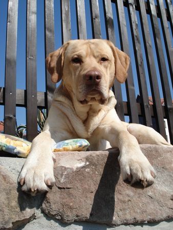 Labrador Retriever Auf der Mauer, auf der Lauer