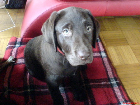 Labrador Retriever Unser kleiner Gismo