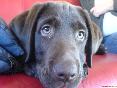 Labrador Retriever Mal wieder unser Schatz Gismo :o))