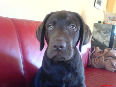 Labrador Retriever Unser kleiner Gismo 2