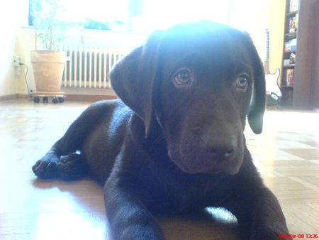 Labrador Retriever Gismo mit 