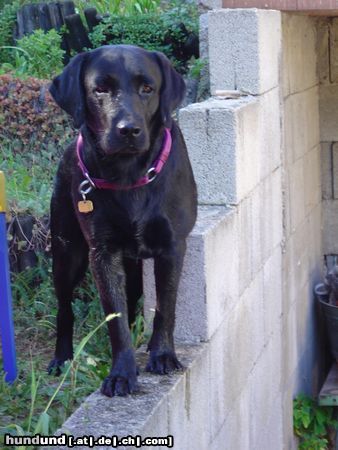 Labrador Retriever Unser Socke mit 1 1/2 Jahren