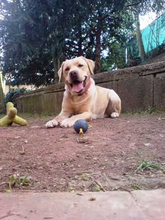 Labrador Retriever der rocketdog