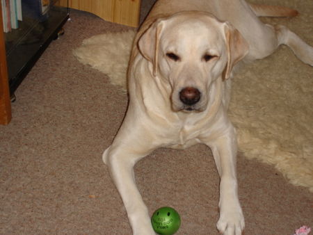 Labrador Retriever