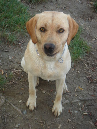 Labrador Retriever Schwimmen!!!