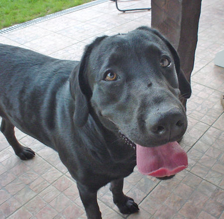 Labrador Retriever JAGA