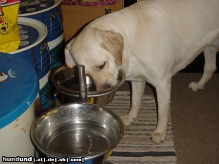 Labrador Retriever Lady putzt die Schüsseln sauber,könnt ja noch was drinn sein.....