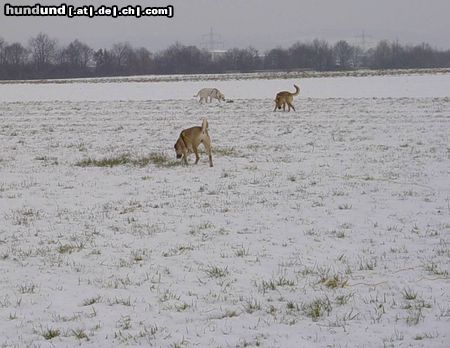 Labrador Retriever Lady im Schnee mit Natalie & Yeannie