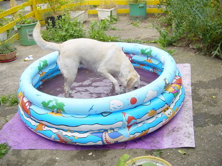 Labrador Retriever Lady liebt das Wasser