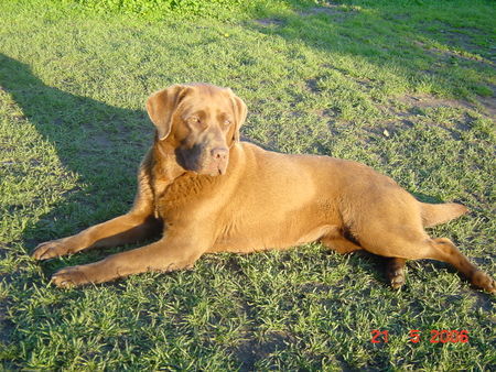 Labrador Retriever Eny - 1 Jahr alt