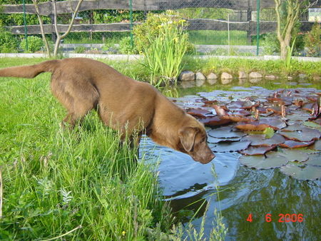 Labrador Retriever Eny