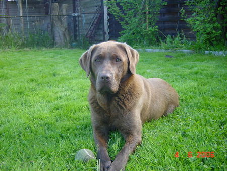 Labrador Retriever Eny