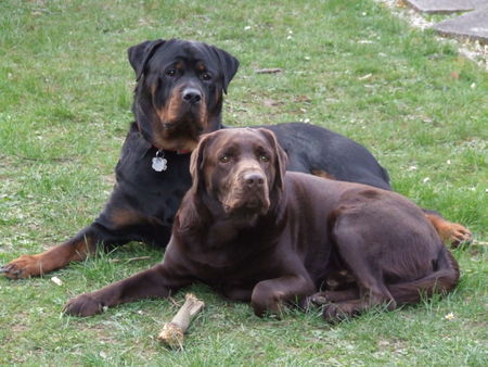 Labrador Retriever Murphy & Tasha