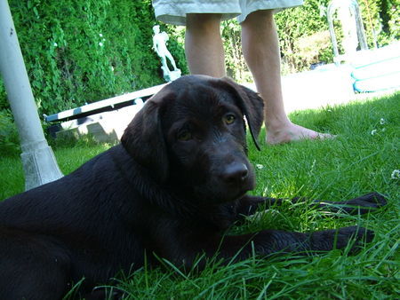 Labrador Retriever Anjou 13wochen