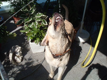 Labrador Retriever