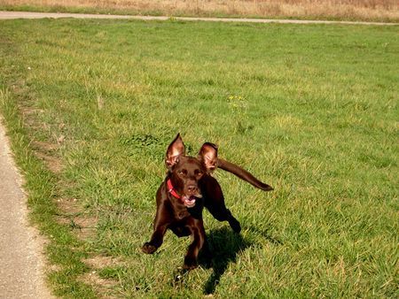 Labrador Retriever Nur fliegen ist schöner