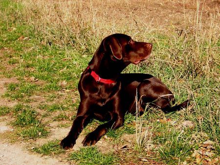 Labrador Retriever Murphy