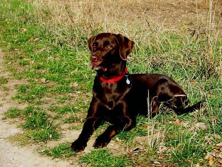 Labrador Retriever Murphy