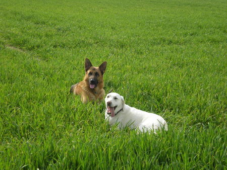 Labrador Retriever bald werden wir heiraten;-)