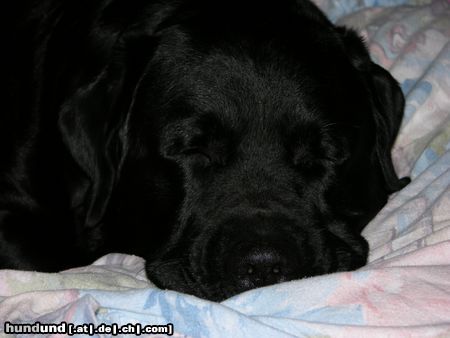 Labrador Retriever ARTHUS ( der schönste Hund auf der ganzen Welt!!!!), Kiel