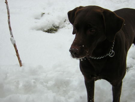 Labrador Retriever Murphy.mmh...Eis