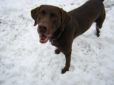 Labrador Retriever Murphy.