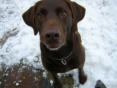 Labrador Retriever Hallo, ich bin Murphy.