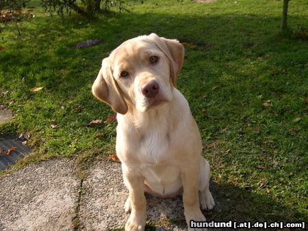 Labrador Retriever Penny mit 16 Wochen