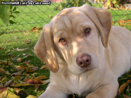 Labrador Retriever Penny mit 16 Wochen