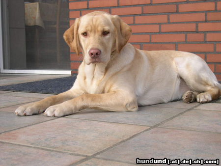 Labrador Retriever Penny mit 8 Monaten