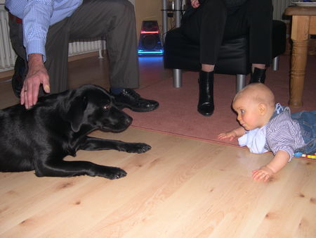 Labrador Retriever Schau mir in die Augen Kleiner