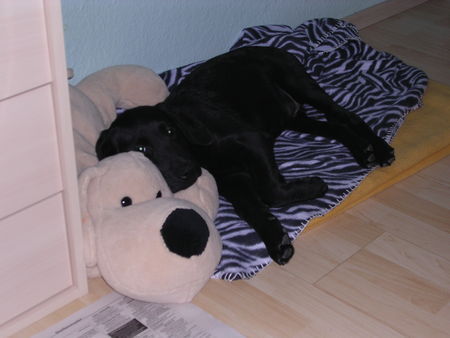 Labrador Retriever snoopy's 1.tag bei uns