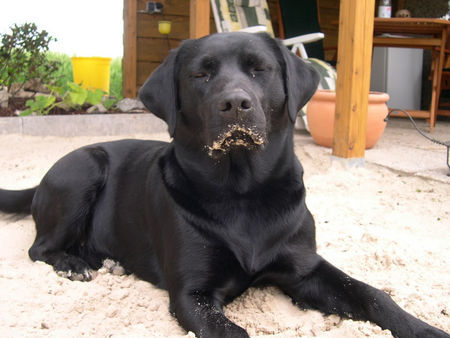 Labrador Retriever Joy, 2 Jahre am Strand