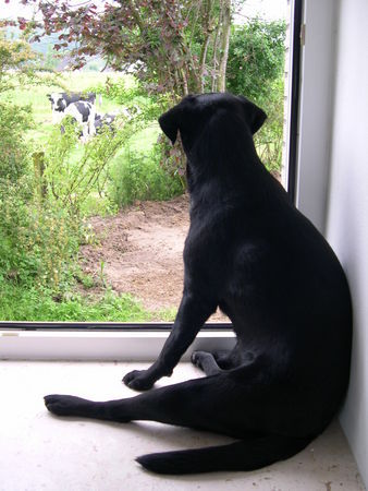 Labrador Retriever Ich hab meine Herde im Blick