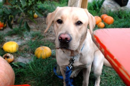 Labrador Retriever kuckkuck