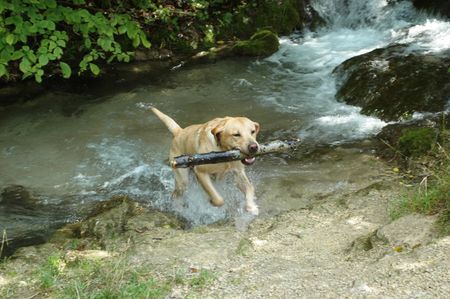 Labrador Retriever crazy