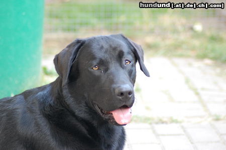 Labrador Retriever