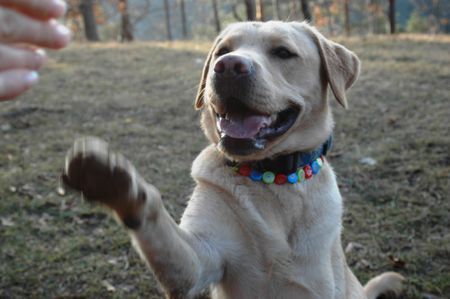 Labrador Retriever eher schlecht gell