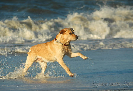 Labrador Retriever Max am 24.12., Nordseeküste Dänemark