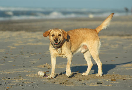 Labrador Retriever Wirfst Du jetzt das schwarze Ding vor Deiner Nase? Max am 24.12., Nordseeküste Dänemark