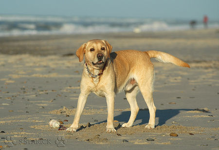 Labrador Retriever Max am 24.12., Nordseeküste Dänemark