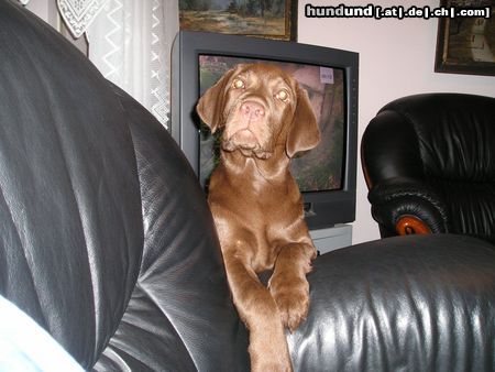 Labrador Retriever Bin ich schön oder ? *gg*