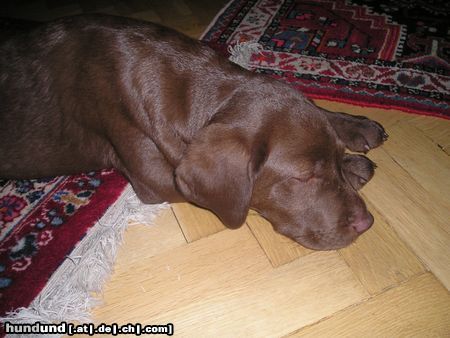 Labrador Retriever Ich schlafe bitte nicht stören 