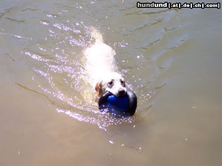 Labrador Retriever schwimmen....